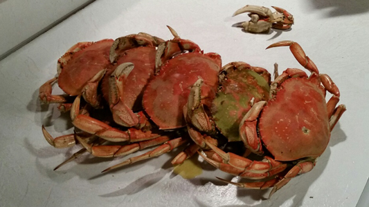 ”Crabs”