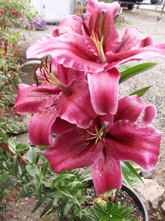 Oriental Lily” WIDTH=