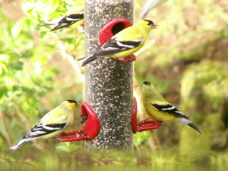 Goldfinches” WIDTH=