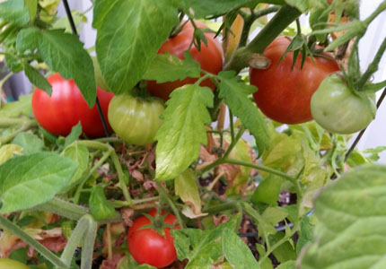 ”tomatoes”