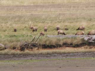 Elk