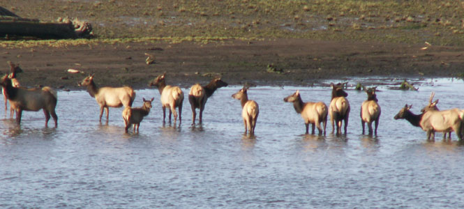 Bathing Beauties