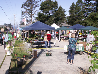 Plant Sale