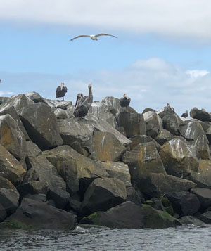 Pelicans